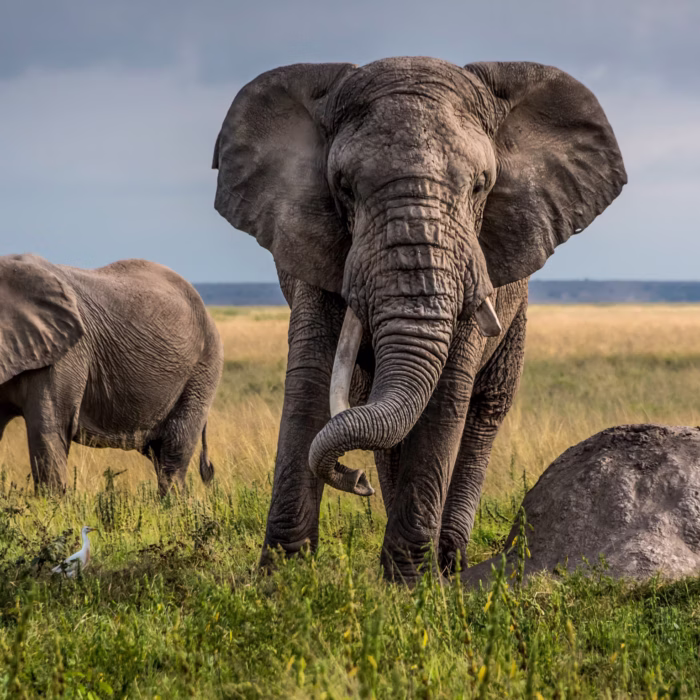 Cobb.Charlie.SafariElephant - charles cobb
